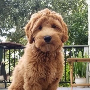 Meet your Posher, Danette